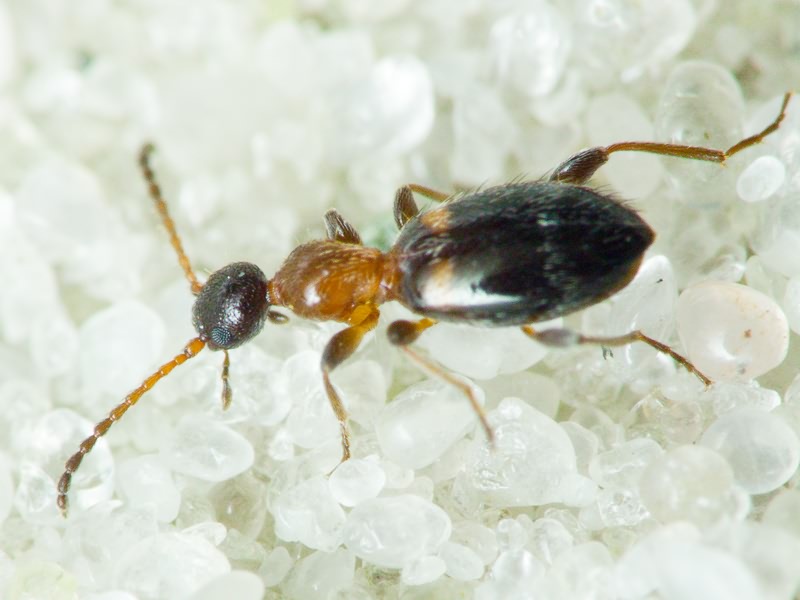 Anthelephila pedestris (Rossi, 1790)